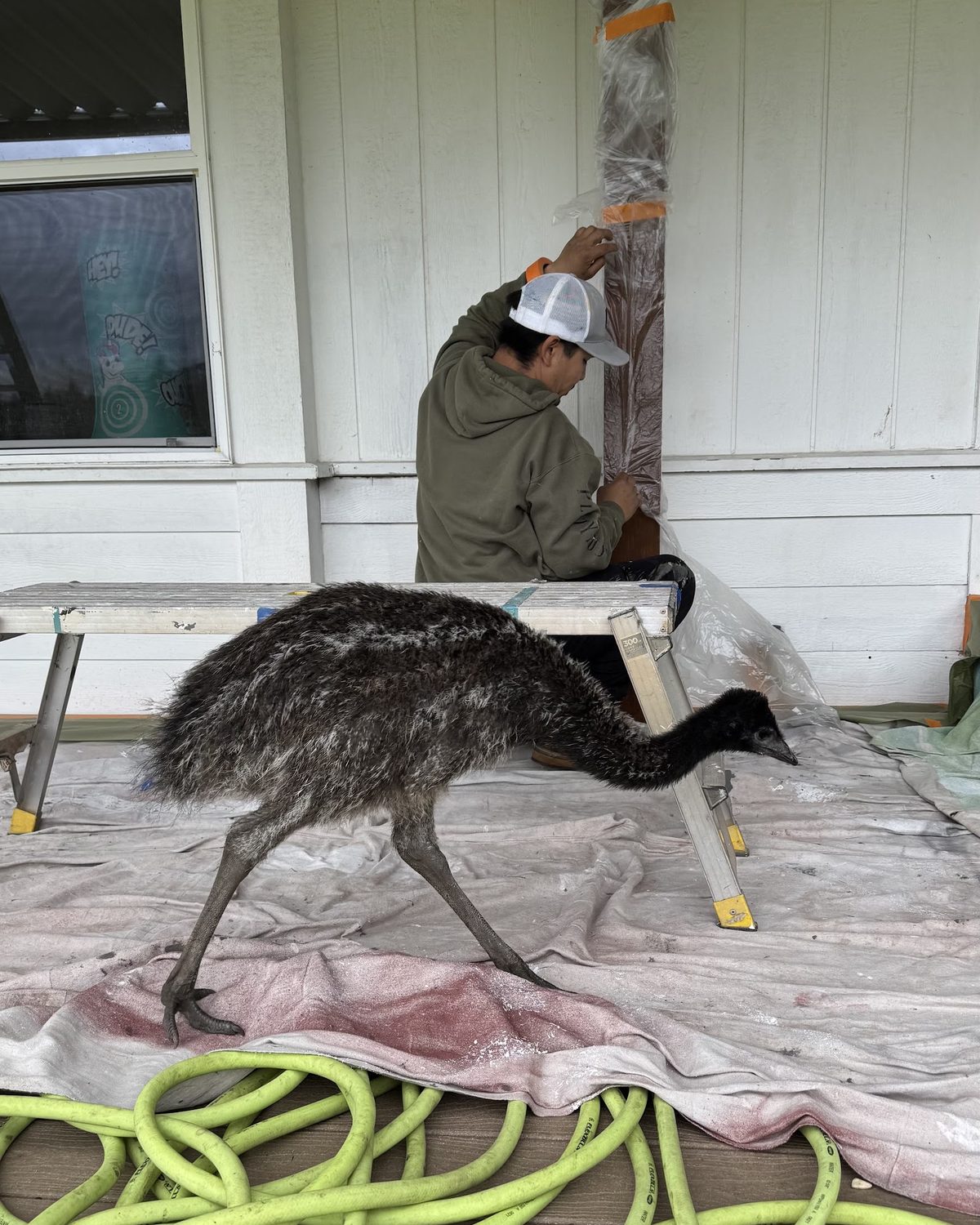 Porch post repair with the homeowner's emu looking on