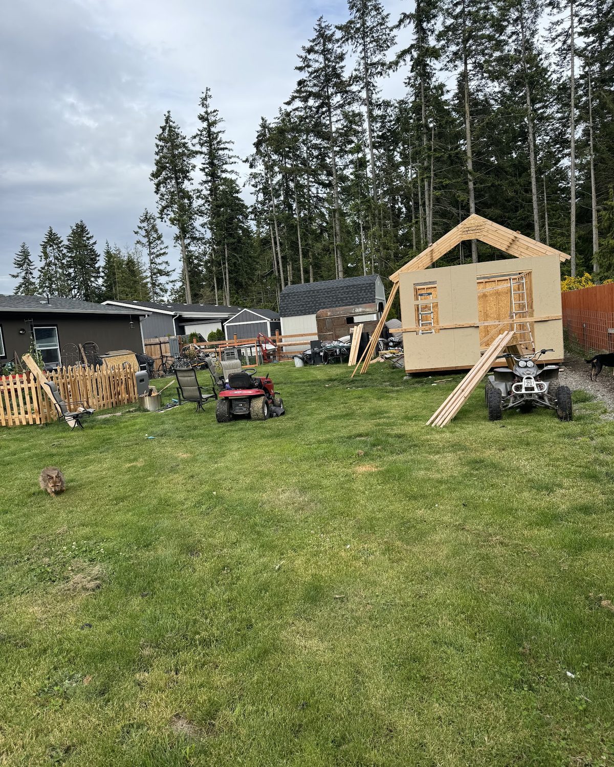 Shed framing going up in a backyard